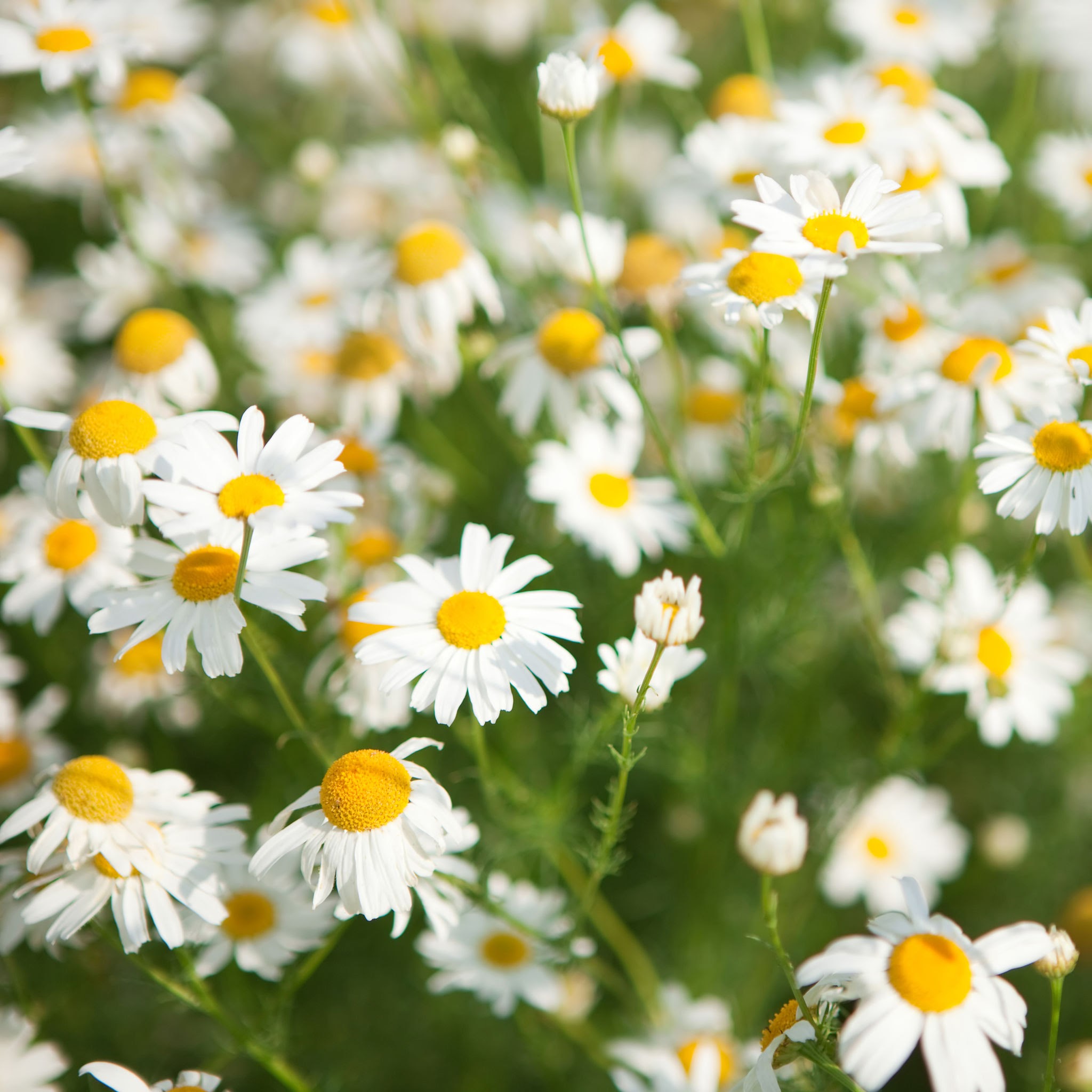 Chamomile