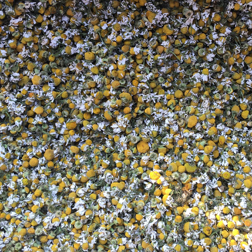 Egyptian Chamomile