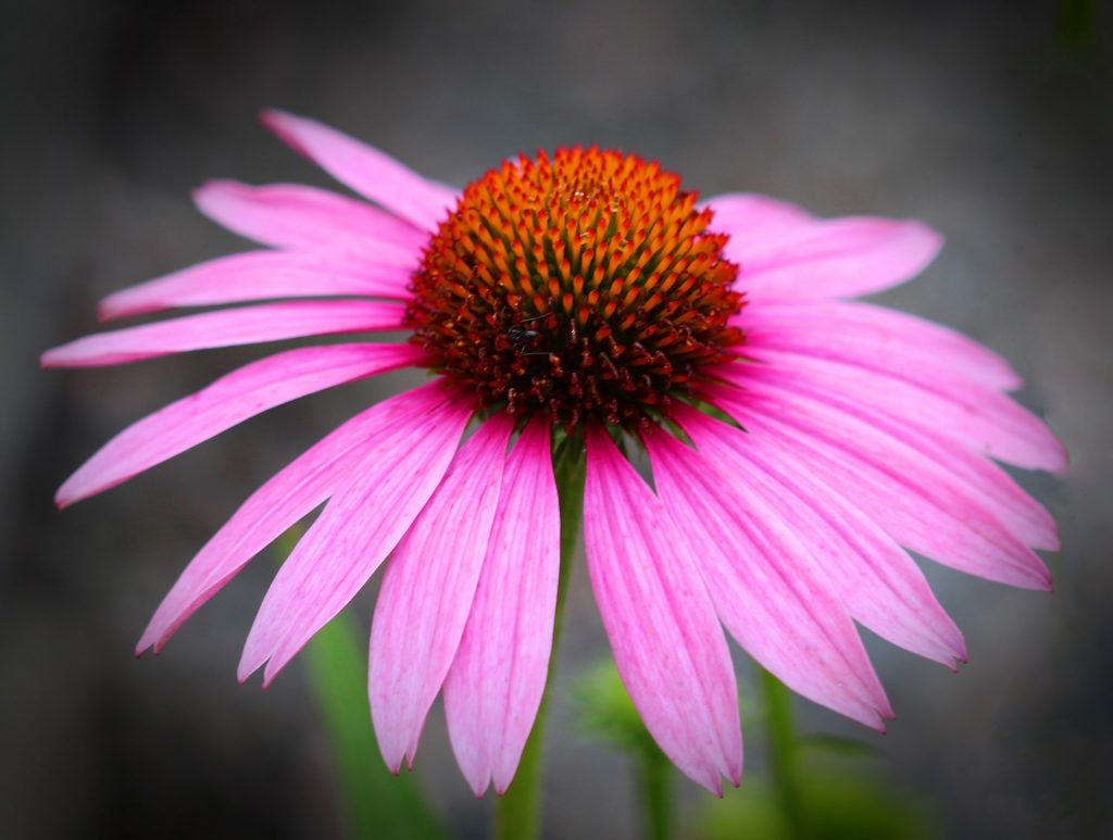 Echinacea