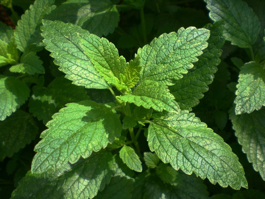 Lemon Balm (Melissa)