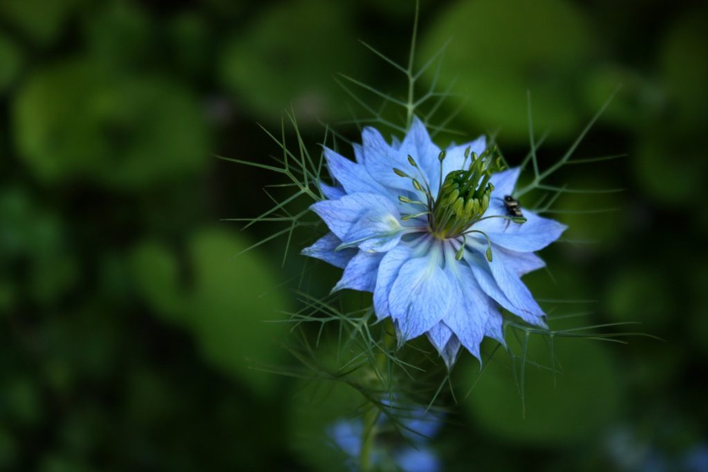 Nigella